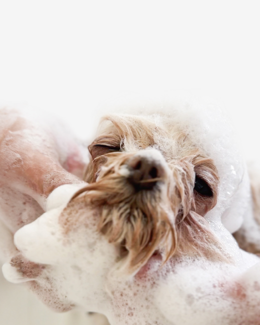 SANTAR DOGのトリミングサロン
